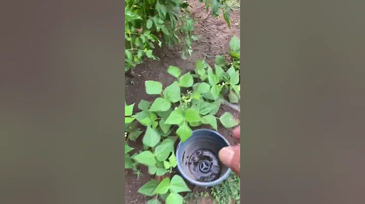 MY WIFE'S (GLORIA) GARDEN. @CREATIVE LIVING by Gil...