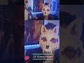 El Determinismo T1E5 27 SkinWalker PPD #fypシ #aterrador #paranormal #terrorymisterio #humor #furry