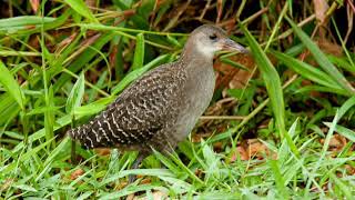 SUARA PIKAT BURUNG TUTUTAN SAWAH MANTAP UNTUK SUARA PIKAT