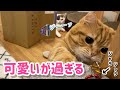 ジャラジャラの破壊力が凄かった