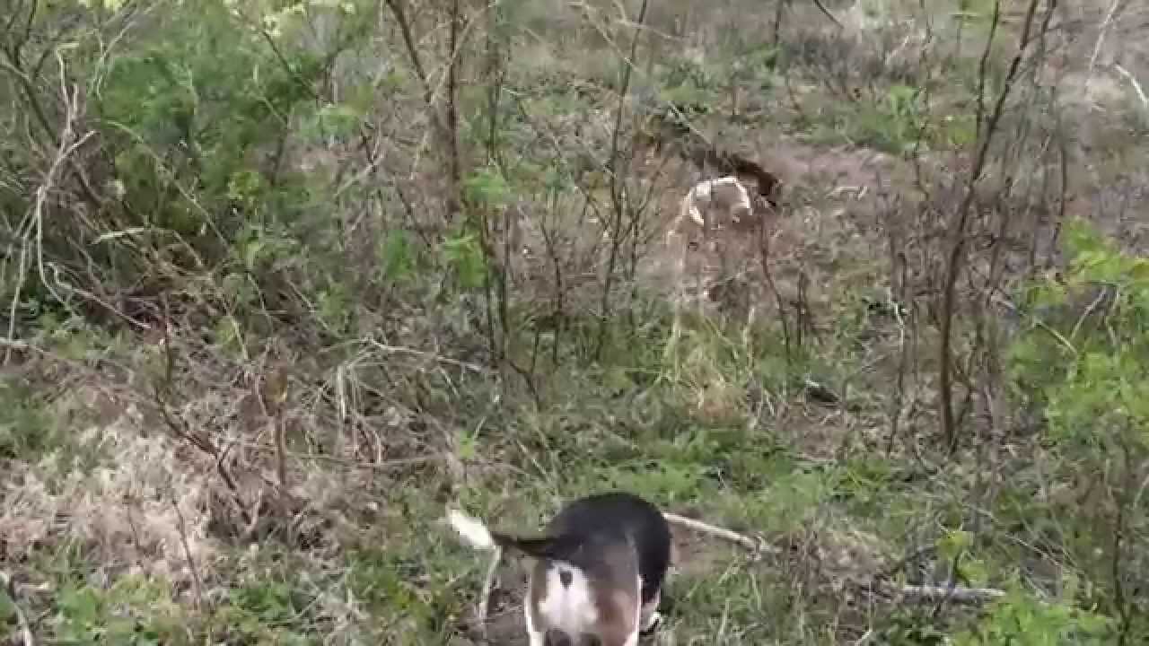Skyview's Beagles Gene Felton's Kids Running Northern WV Beagle Club