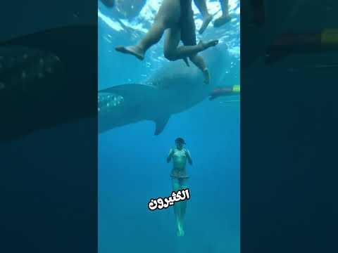 لقاء مع الحوت الأزرق شورت