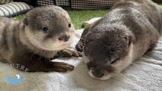 Baby otter began to eat food!