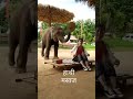 Elephant massage