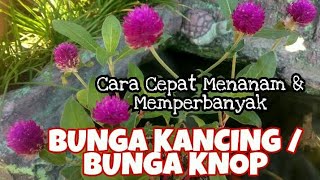 Download lagu How to Plant Button Flowers or Button Flowers So They Bloom Quickly & Grow Lushly _ Kebun Langit