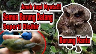 Hanya 30 Detik!!! Pakai Burung Hantu Pikat Burung Kecil dan Kolibri Dapat Banyak Sangat Ampuh