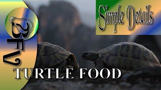 What Do Turtles Eat?