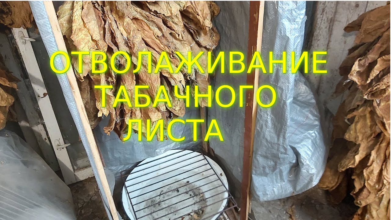 Увлажнение табака - YouTube