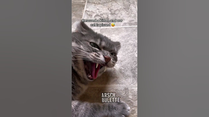 Kater freut sich über Neuzugang 😹😹😹 #lustigevideos #cat #witzig #katzen #funny #voiceover #rettung