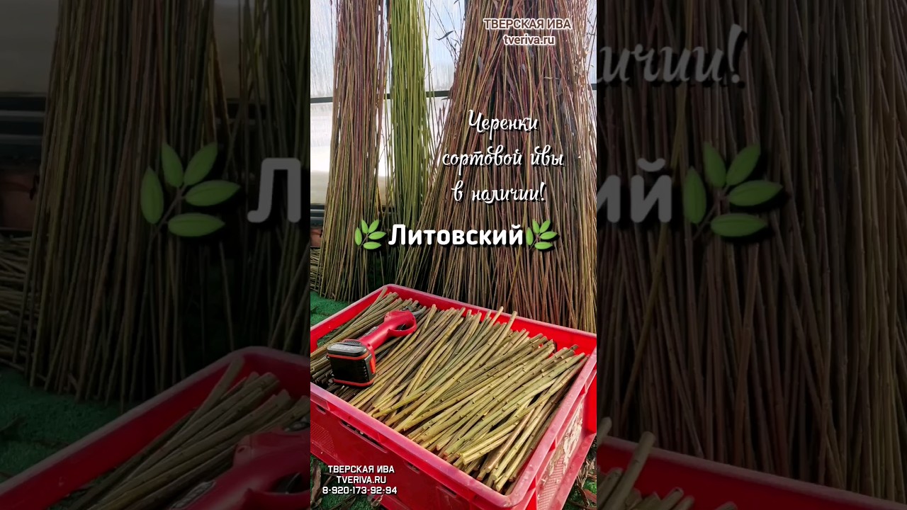 Купить Ивовый Черенок В Краснодарском Крае