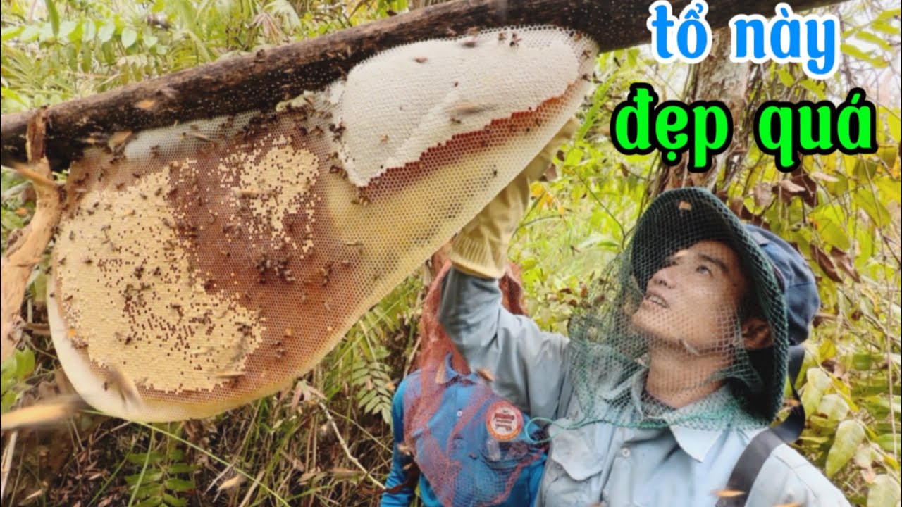 phần 4 : khai thác ong mật ong khoái từ nghề gác kèo ong rừng tràm nước tự nhiên 