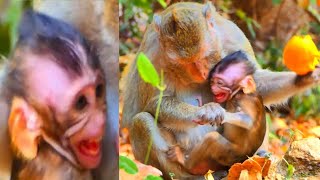 Sad Story! Poor Baby Monkey Dare Not See The Evil Mother Be A_ngrying Bl_ocking Milk Many Time...!