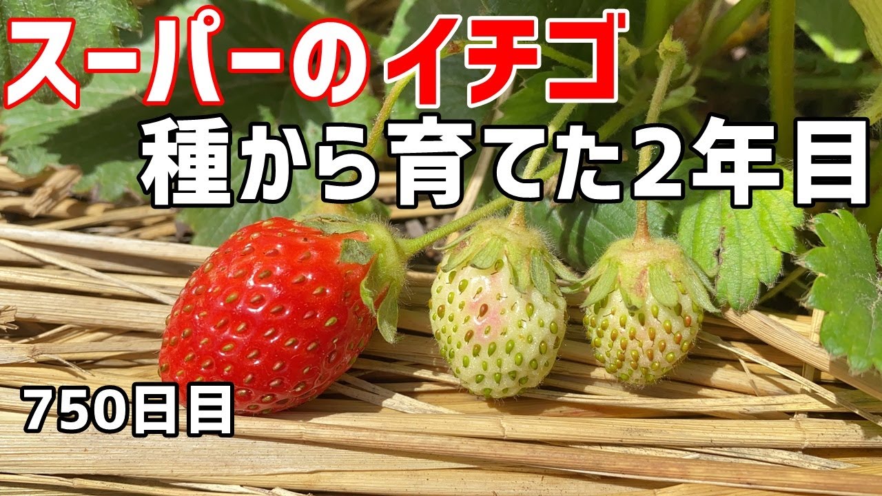 スーパーで買ったイチゴの種を植えて収穫しました イチゴの育て方 How To Grow Strawberries From Store Bought Strawberries Youtube