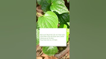 CÁCH CHỮA BỆNH GÚT (GOUT) BẰNG CÂY LÁ LỐT - bài thuốc nam chữa bệnh gút | Lương y Triệu Thị Thanh