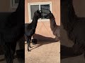 World's Oldest Llama - 27 years and one day old called Dalai Llama 🦙️