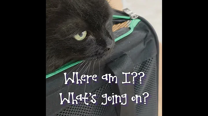 Video 11896461: siberian forest cat, pets love