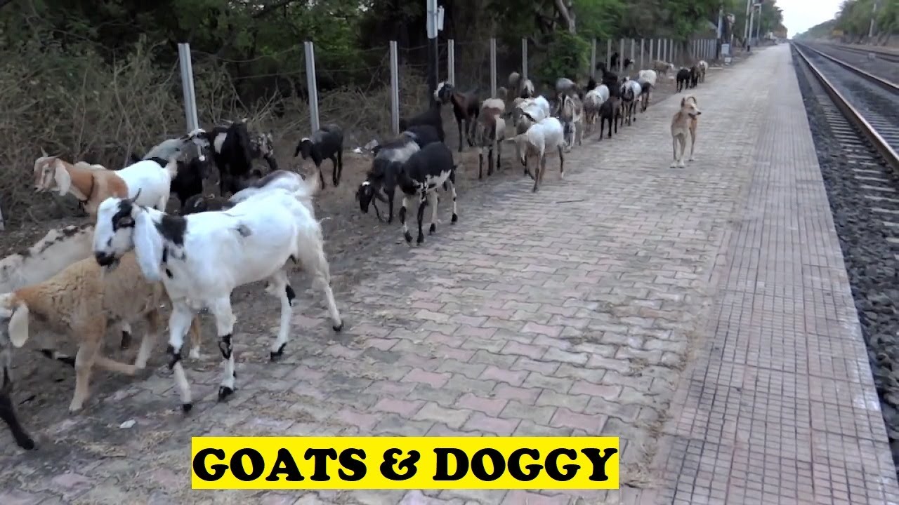 Goats Go Home With Security Doggy At Khutbhav YouTube
