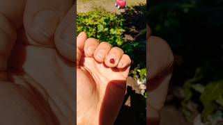 A ladybug with no spots 🐞 #ladybug #bugs #nature #garden #outdoors #summer #youtubeshorts #fyp #vibe