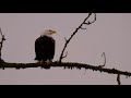 Bald Eagle, near Ankeny National Wildlife Refuge