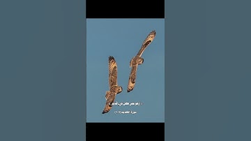 سبح لله ما في السماوات والأرض وهو العزيز الحكيم | سورة الحديد