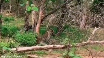 Impossible hunting by leopard 🐆