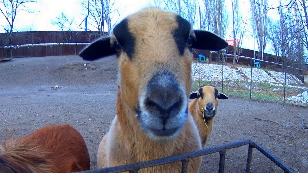 Learn Words - Funny Cameroon Sheep, Cabbage, Grass - Sheep Video