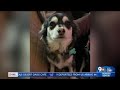 Police, Crime Stoppers seek info on dog shot dead