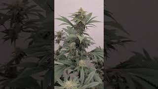 Apple Banana's FREE Seeds von der MJ 2025 / 4.Blütewoche #420 #420community #420life