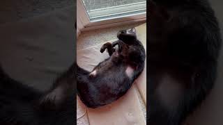 Black cat says, 'It's my turn to hog the warming mats.' by My Pampered Kitties 250 views 3 weeks ago 1 minute, 40 seconds