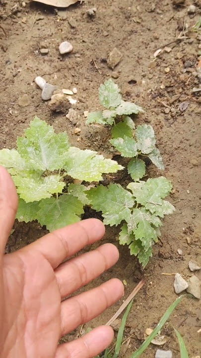 Fig Small Fruit🌳Trees | Anjeer .#shorts #nature #fig #gardening #anjeer #agriculture #garden #short
