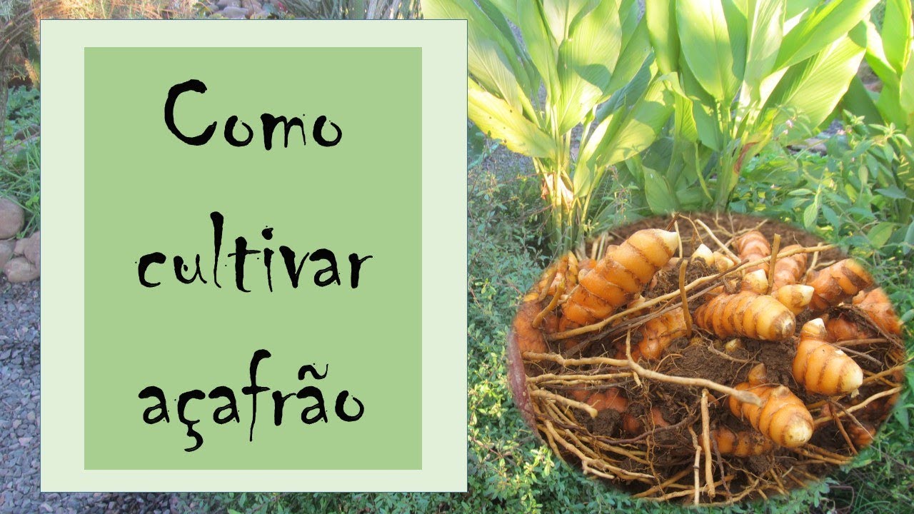 Açafrão - parte 2: como cultivar (amamos açafrão) - thptnganamst.edu.vn