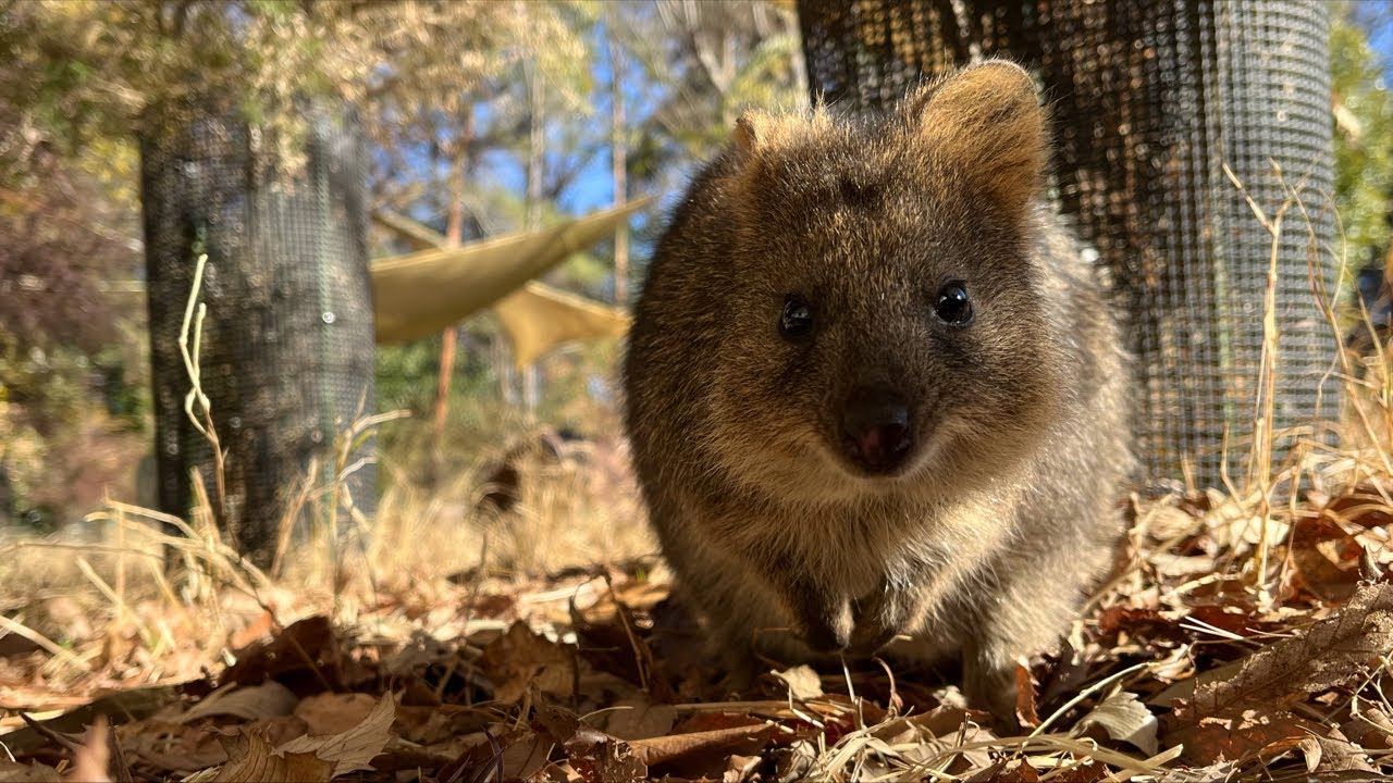 クオッカが映ったらラッキーなライブカメラ（埼玉県こども動物自然公園