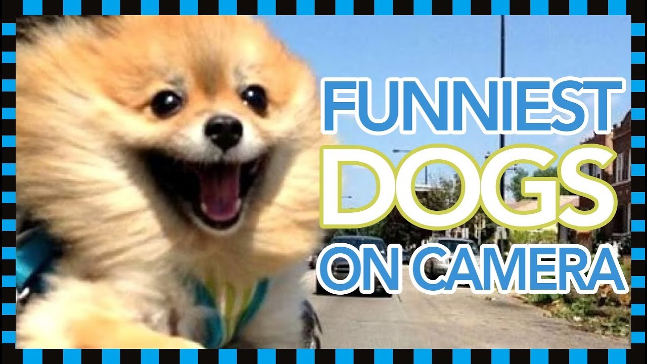 funny dogs compilation 2019 - funny dogs videos