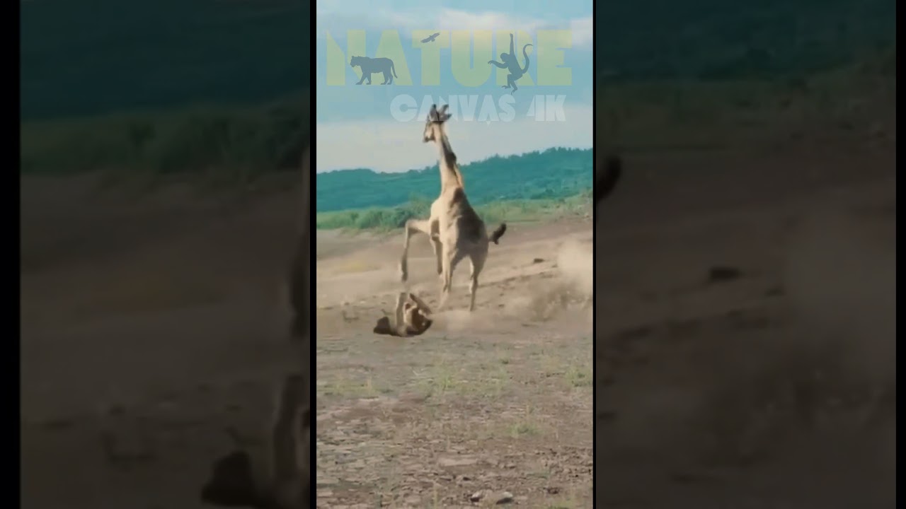 Lion vs Giraffe: Epic Wildlife Showdown. 