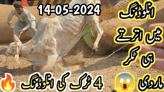 Northern Bypass Mandi Unloading & Sibbi Bull Rates Update May 14 2024||Bigg Bulls ||B4BIRDS