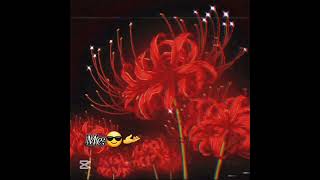 Jahannam Guli Imiy Nomi Esa Lycoris Radiata Ozimga Oxshagan .