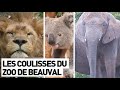 Les coulisses du zoo de beauval