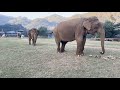 Update on three elephant Granny Yim,Tik Tok and Siam - EleFlix