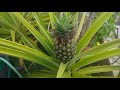 Pineapple growth time lapse