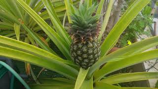 Pineapple growth time lapse