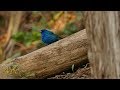 Spring part 46  one hour 4k of the nature and wildlife of eastern canada