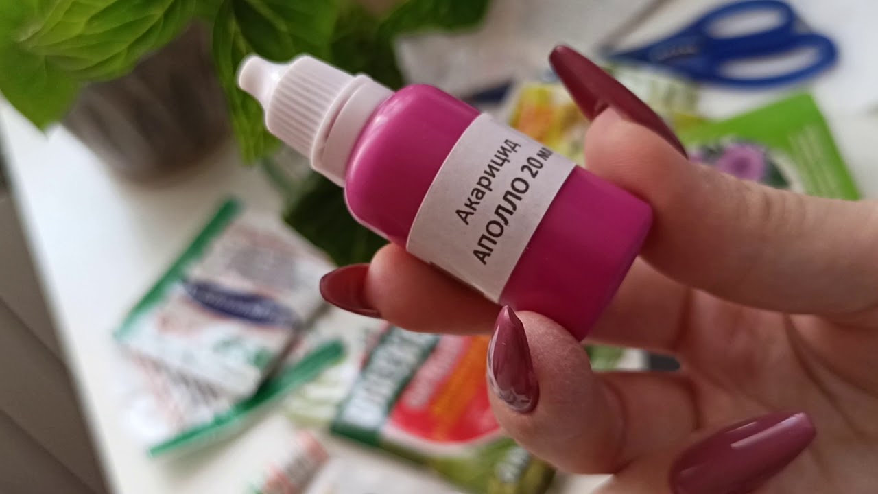 Чем и как я обрабатываю суккуленты от вредителей и болезней. Обработка новый растений после покупки