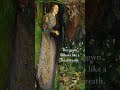 Ophelia by John Everett Millais