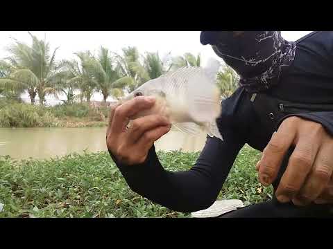 Mengejutkan..! mancing bentar.ikan kumpul dibikin sibuk.