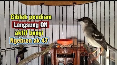 Masteran Ciblek Ngebren ak 47 variasi paling pas buat masteran & pancingan ciblek agar cepat bunyi