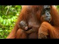 Seeking the wild orangutans of borneo a wildlife documentary