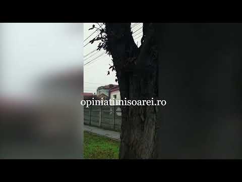 Curge apa dintr-un copac la Timisoara