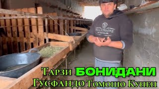 картинка: ГУСФАНД ПАРВАРО И НАВОР БАРОИ ШУМО ТАРЗИ БОНИДАНИ ГУСФАНД 13 ноября 2024 г.