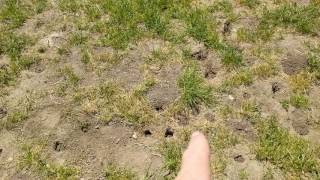 Major gopher damage. "Swiss cheese" holes.