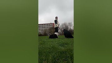 [Training Fundamentals] : The Wait/Stay Command